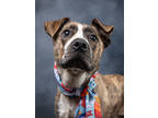 Adopt Snow Cone a Pit Bull Terrier, Mixed Breed