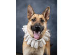 Adopt Lady Bow Wow-ADOPTED a German Shepherd Dog, Mixed Breed