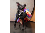 Adopt Lora a Pit Bull Terrier, Mixed Breed