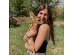 Bloomington Pet Sitter Trustworthy & Affordable Care