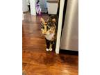 Adopt Macaron- IN FOSTER a Domestic Short Hair