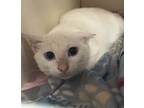 Adopt Analee a Domestic Short Hair