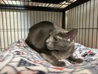 Adopt Bluestar a Russian Blue, Domestic Short Hair