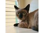 Adopt Raya a Domestic Short Hair