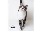 Adopt Elsa a Domestic Short Hair