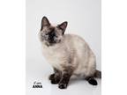 Adopt Anna a Siamese