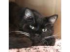 Adopt Magic a Domestic Short Hair