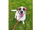 Adopt Peanut 41394 a Jack Russell Terrier