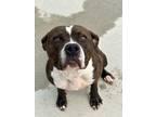 Adopt Pandora a Pit Bull Terrier, Mixed Breed