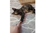 Adopt Gold Finger a Domestic Short Hair