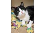 Adopt Dolce a Domestic Short Hair