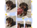 Yorkshire Terrier Puppy for sale in London, KY, USA