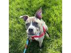 Adopt Eleanor a Pit Bull Terrier, Mixed Breed