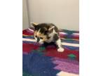 Adopt Caramel Corn a Domestic Short Hair