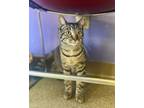 Adopt Daisy a Domestic Short Hair