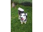 Adopt Molly a Husky