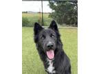 Adopt Fluffy a Border Collie, Mixed Breed