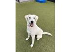 Adopt Coconut a White German Shepherd, Mixed Breed