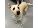 Adopt Snow Flower a Siberian Husky, Australian Cattle Dog / Blue Heeler