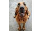 Adopt Dixie a Bloodhound, Mixed Breed