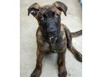 Adopt Ruby a Mountain Cur, Mixed Breed