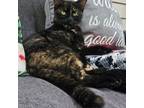 Adopt Elizabeth "Liz" Taylor a Domestic Short Hair