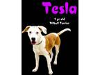 Adopt Tesla a Terrier, Pit Bull Terrier