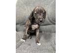 Adopt Fae Fallow a German Shorthaired Pointer, Husky