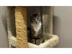 Adopt Winnie a Domestic Short Hair