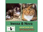 Adopt Nova & Inessa a Domestic Short Hair