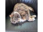 Adopt Natasha a Domestic Medium Hair