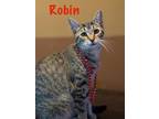 Adopt Robin a Domestic Short Hair