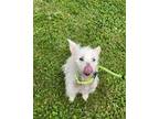 Adopt Harper a Terrier