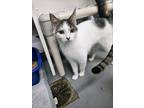 Adopt Angel a Domestic Short Hair