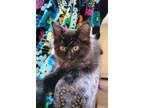 Adopt Mercedes a Domestic Short Hair