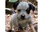 Adopt Ursuline a Cattle Dog