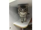 Adopt Tina a Domestic Short Hair