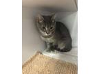 Adopt Linda a Domestic Short Hair