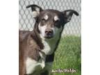 Adopt Amilyn Holdo (in foster) a Husky, Mixed Breed