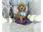 Cockapoo PUPPY FOR SALE ADN-788884 - Cockapoo For Sale Sugarcreek OH