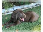 Labrador Retriever PUPPY FOR SALE ADN-788892 - lab puppies