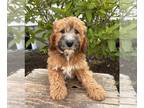 Mini Whoodle (Wheaten Terrier/Miniature Poodle) PUPPY FOR SALE ADN-788893 -