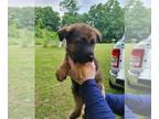 German Shepherd Dog PUPPY FOR SALE ADN-788894 - AKC Registered German Shepherd