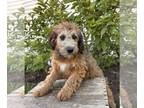Mini Whoodle (Wheaten Terrier/Miniature Poodle) PUPPY FOR SALE ADN-788897 -