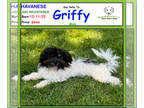 Havanese PUPPY FOR SALE ADN-788907 - Say Hello to Griffy