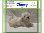 Havanese PUPPY FOR SALE ADN-788908 - Say Hello to Chewy