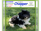 Havanese PUPPY FOR SALE ADN-788910 - Say Hello to Chopper