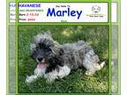 Havanese PUPPY FOR SALE ADN-788912 - Say Hello to Marley