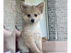 Pomeranian PUPPY FOR SALE ADN-788914 - Boy Pomeranian puppy