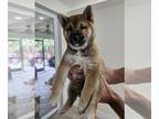 Shiba Inu PUPPY FOR SALE ADN-788915 - Purebred Shiba inu puppies documents and